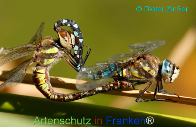 Bild zum Eintrag (1132898-160)