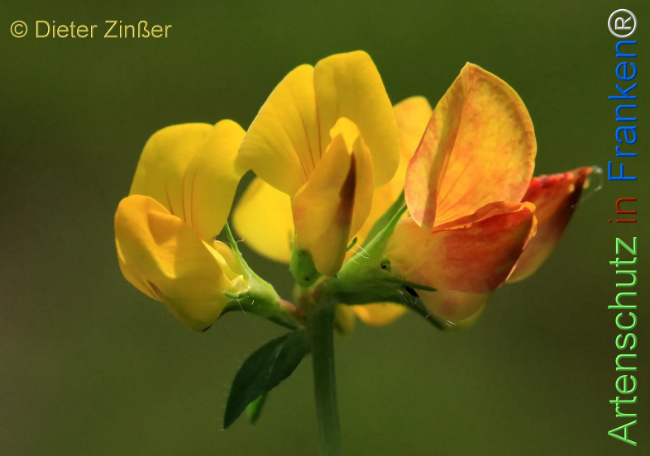 Bild zum Eintrag (1132910-160)