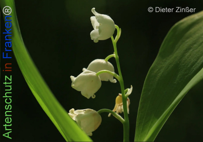 Bild zum Eintrag (1132928-160)