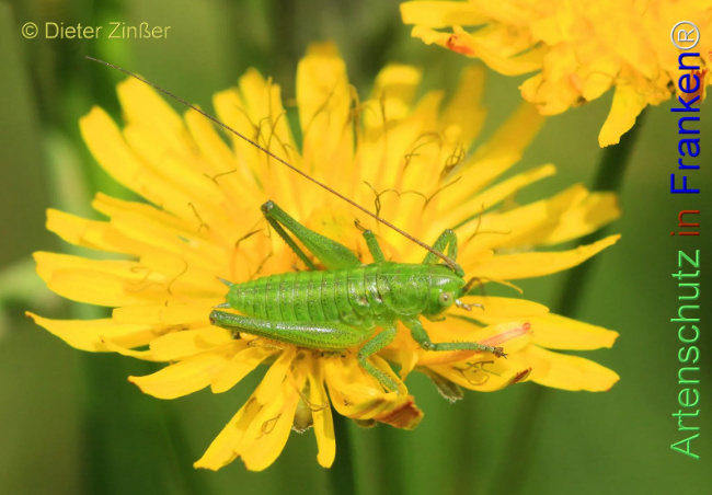 Bild zum Eintrag (1132970-160)