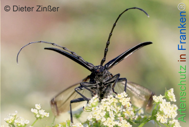 Bild zum Eintrag (1132976-160)