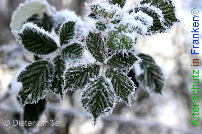 Bild zum Eintrag (1133014-160)