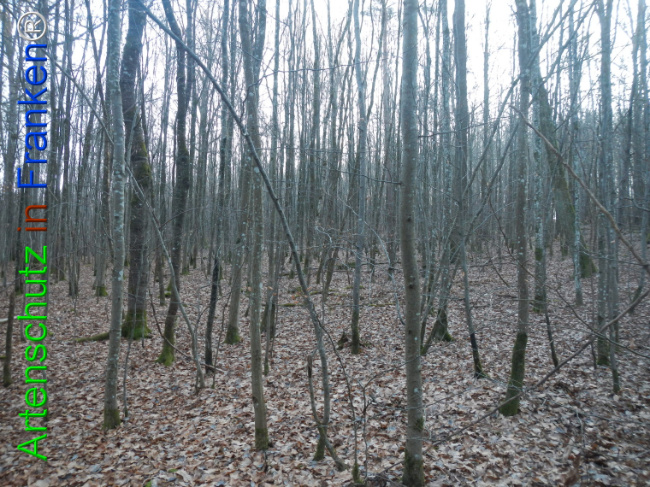 Bild zum Eintrag (1133035-160)