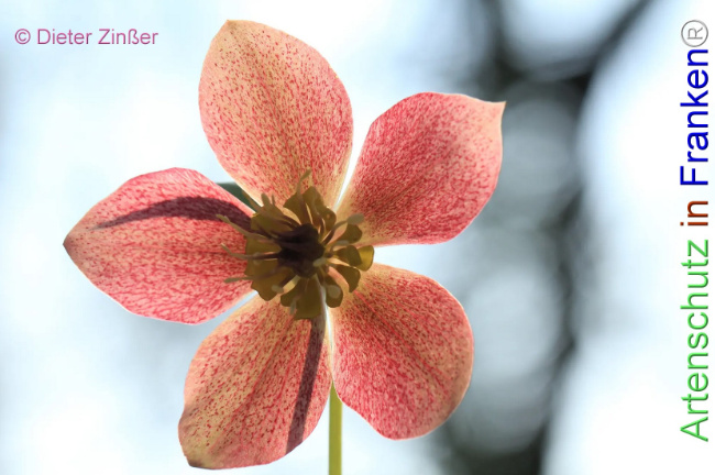 Bild zum Eintrag (1133039-160)