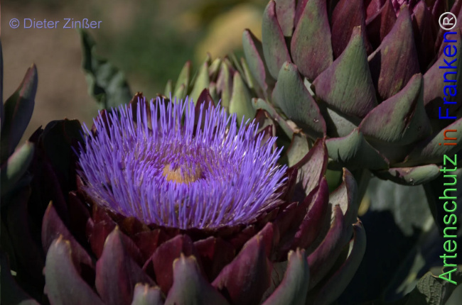 Bild zum Eintrag (1133056-160)