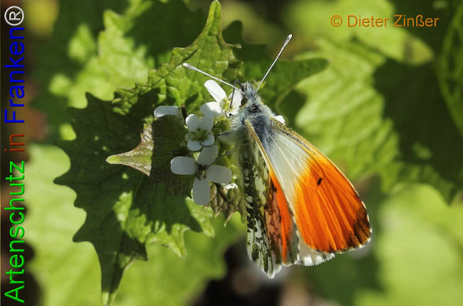 Bild zum Eintrag (1133091-160)