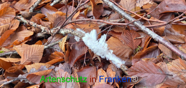 Bild zum Eintrag (1133278-160)