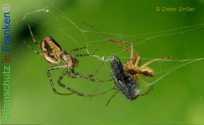 Bild zum Eintrag (1133341-160)