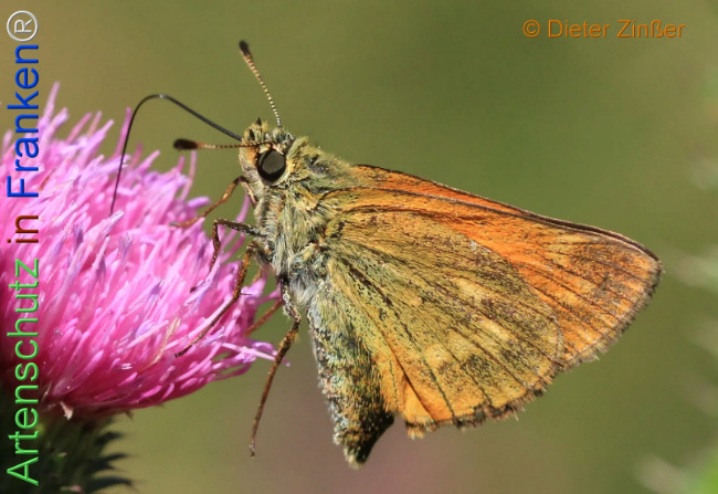 Bild zum Eintrag (1133351-160)