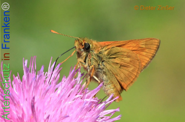 Bild zum Eintrag (1133373-160)