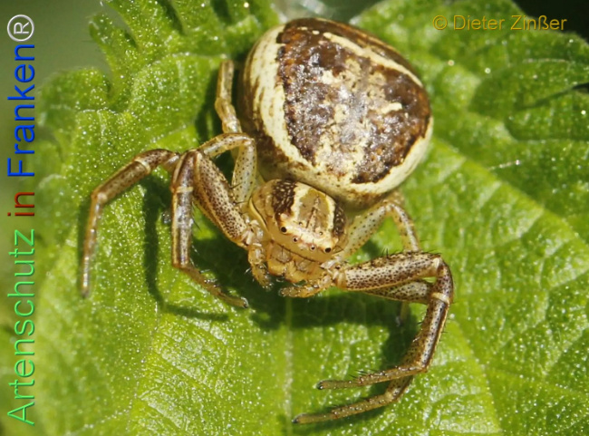 Bild zum Eintrag (1133415-160)