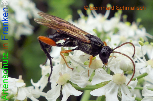 Bild zum Eintrag (1133458-160)