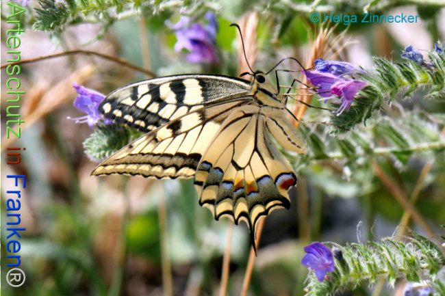 Bild zum Eintrag (1133492-160)