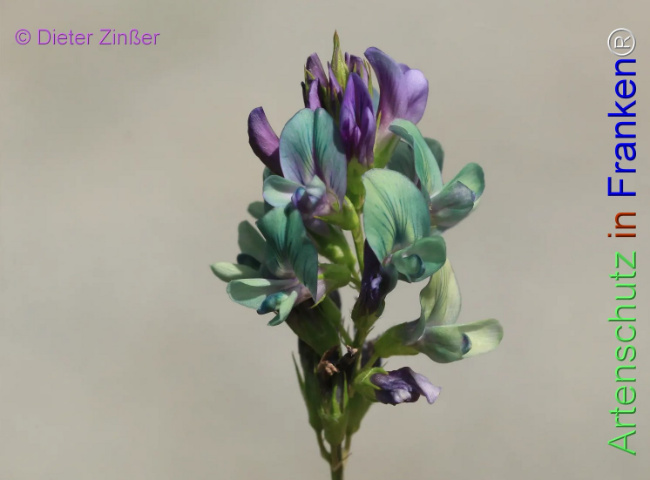 Bild zum Eintrag (1133500-160)