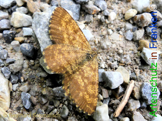 Bild zum Eintrag (1133512-160)