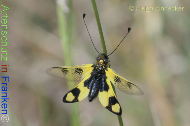 Bild zum Eintrag (1133525-160)