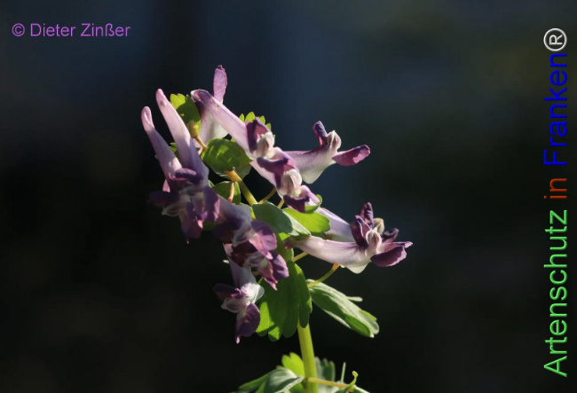 Bild zum Eintrag (1133532-160)