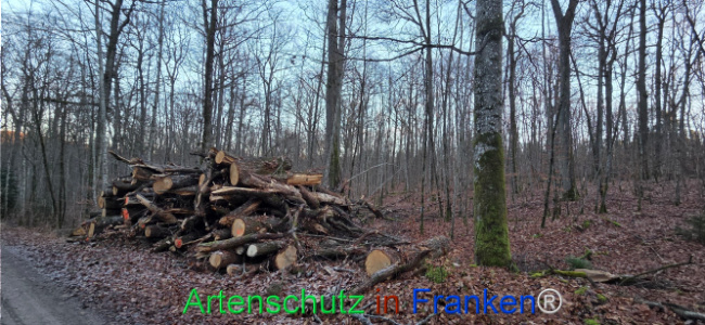 Bild zum Eintrag (1133599-160)