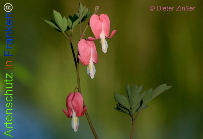 Bild zum Eintrag (1133712-160)