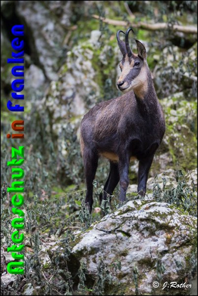 Bild zum Eintrag (1133770-160)