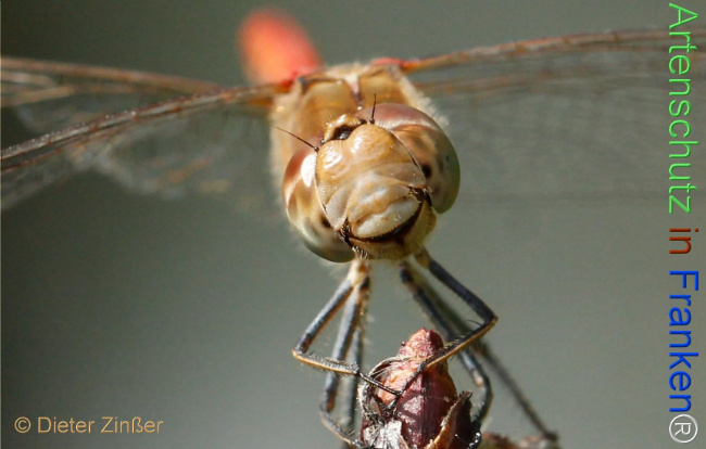 Bild zum Eintrag (1133833-160)