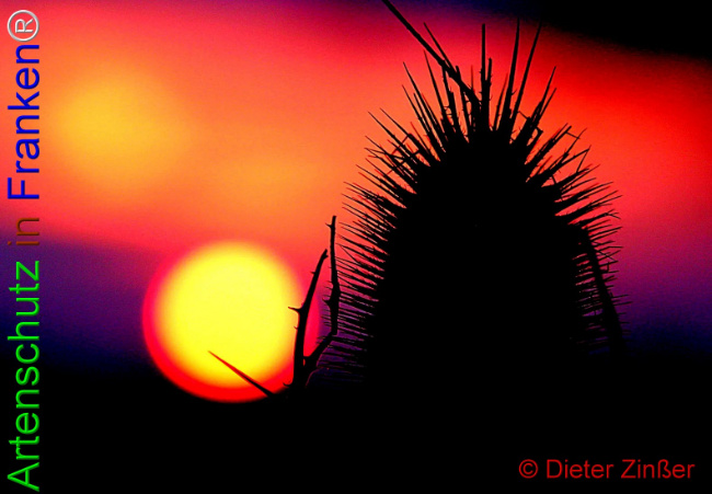 Bild zum Eintrag (1133879-160)