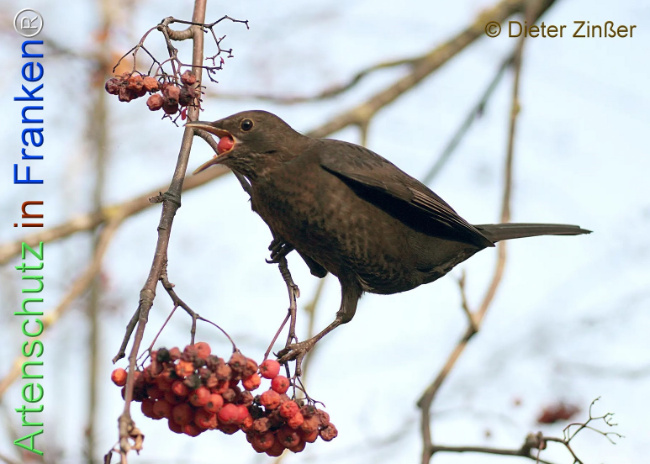 Bild zum Eintrag (1133936-160)