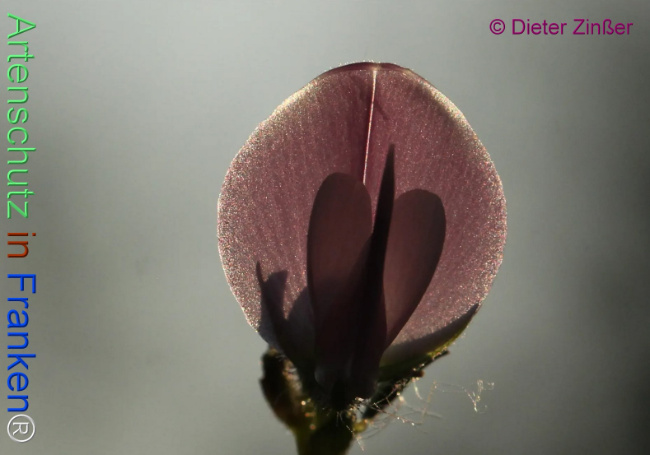 Bild zum Eintrag (1133982-160)