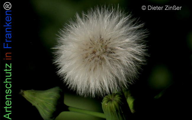 Bild zum Eintrag (1134004-160)