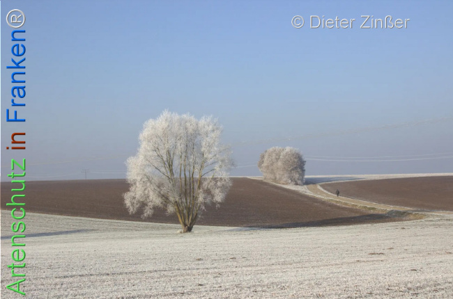 Bild zum Eintrag (1134046-160)