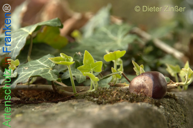 Bild zum Eintrag (1134091-160)