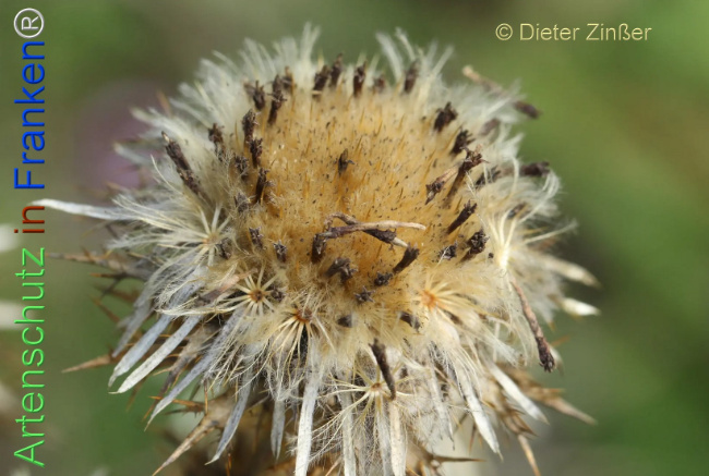 Bild zum Eintrag (1134196-160)