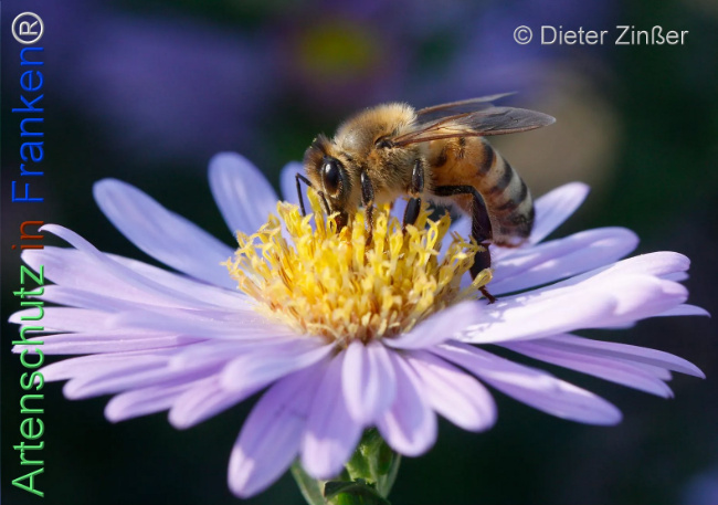 Bild zum Eintrag (1134331-160)