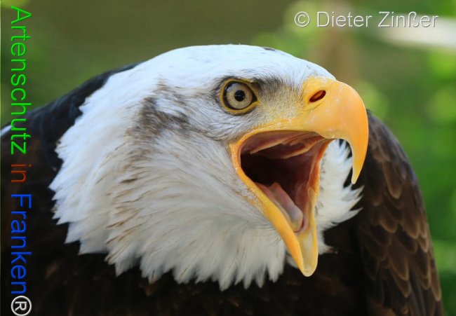 Bild zum Eintrag (1134354-160)