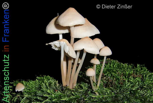 Bild zum Eintrag (1134388-160)