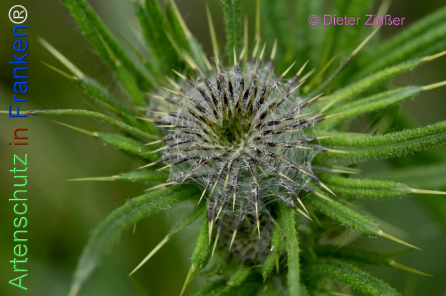 Bild zum Eintrag (1134491-160)