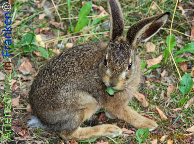 Bild zum Eintrag (1134695-160)