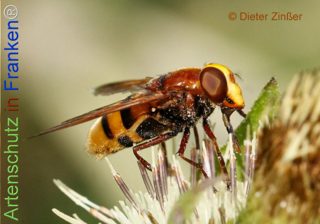 Bild zum Eintrag (1134762-160)