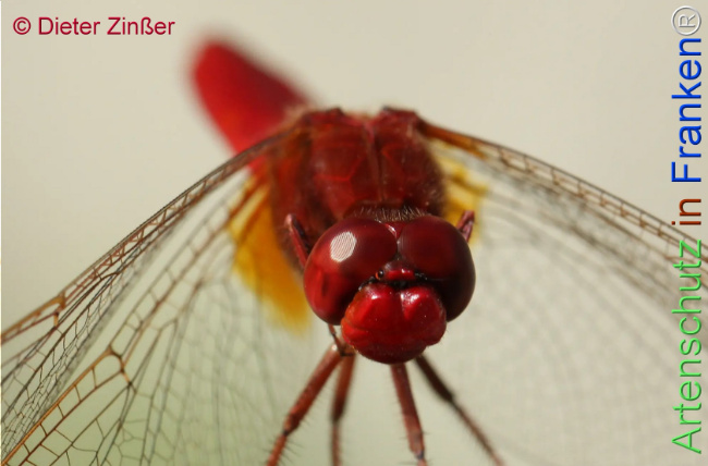 Bild zum Eintrag (1134796-160)