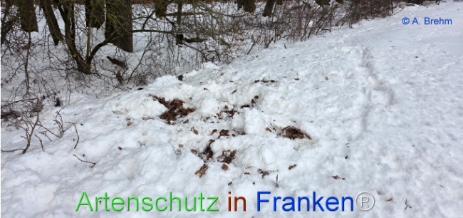 Bild zum Eintrag (1134861-160)