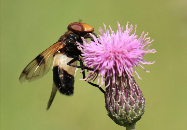 Bild zum Eintrag (1134963-160)