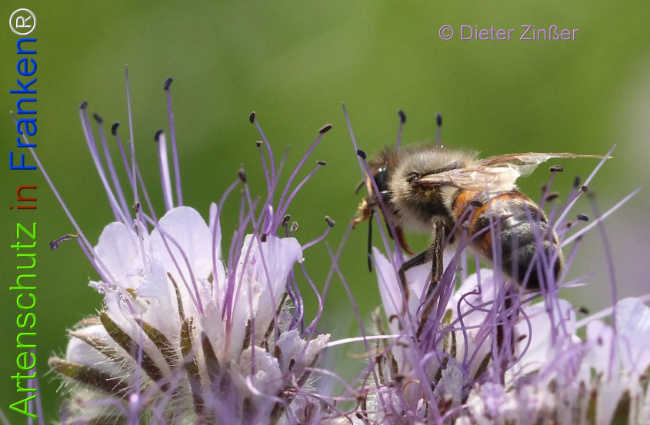 Bild zum Eintrag (1135082-160)