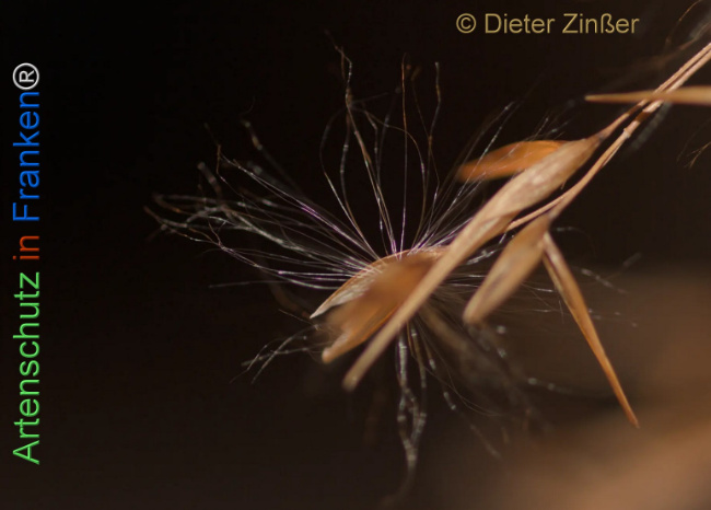 Bild zum Eintrag (1135142-160)