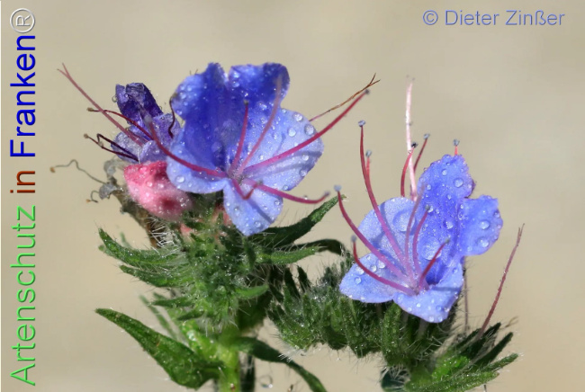 Bild zum Eintrag (1135161-160)