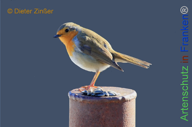 Bild zum Eintrag (1135262-160)