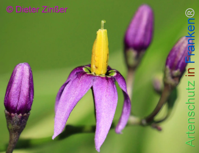 Bild zum Eintrag (1135435-160)