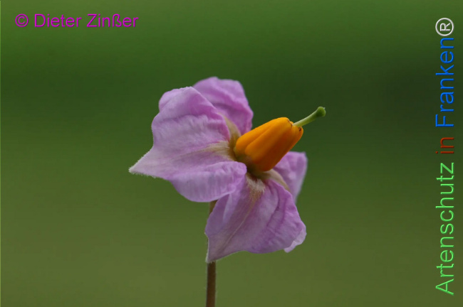 Bild zum Eintrag (1135448-160)