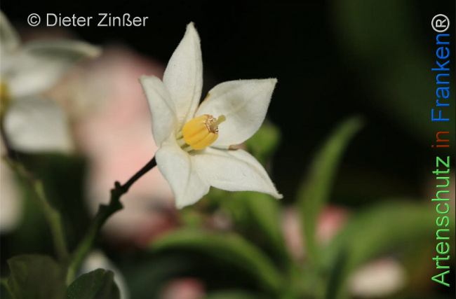 Bild zum Eintrag (1135450-160)