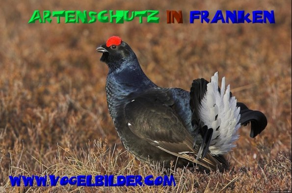 Bild zum Eintrag (1135458-160)