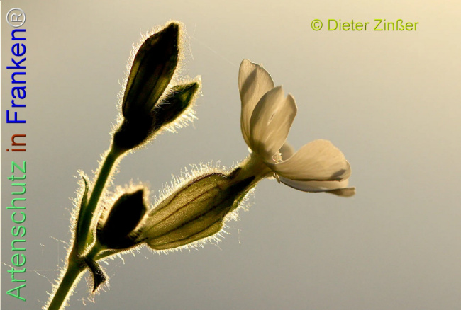 Bild zum Eintrag (1135470-160)